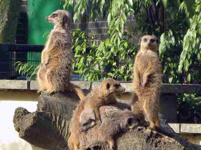 Battersea Children's Zoo