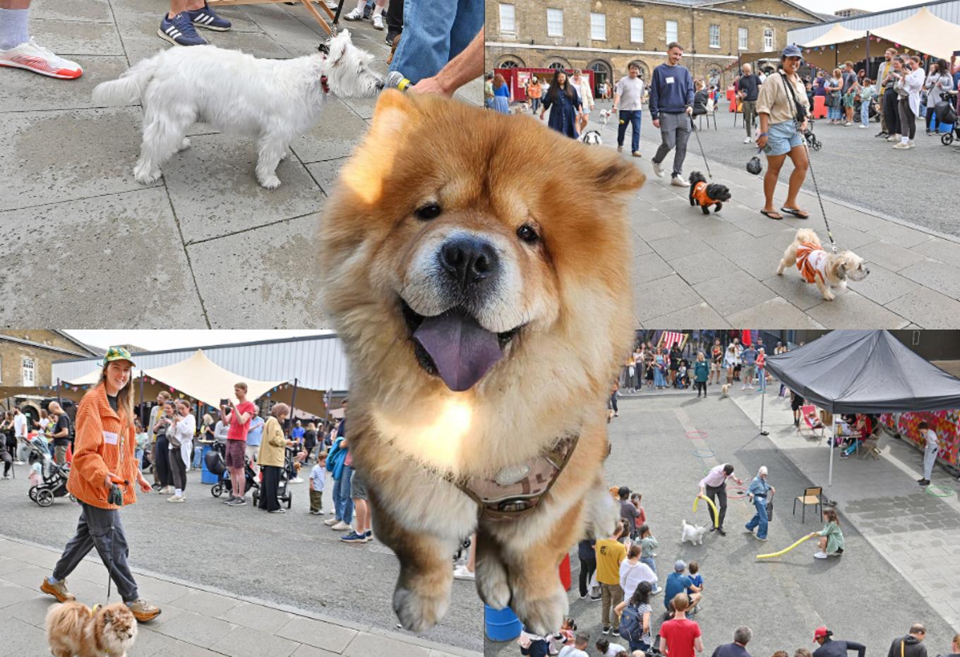Woolwich Woofs 2026 4 7E3d26add8b48901a3aaa195e3de954b (1)
