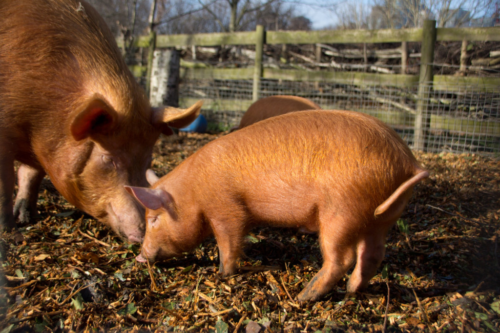 Mudchute Farm And Park