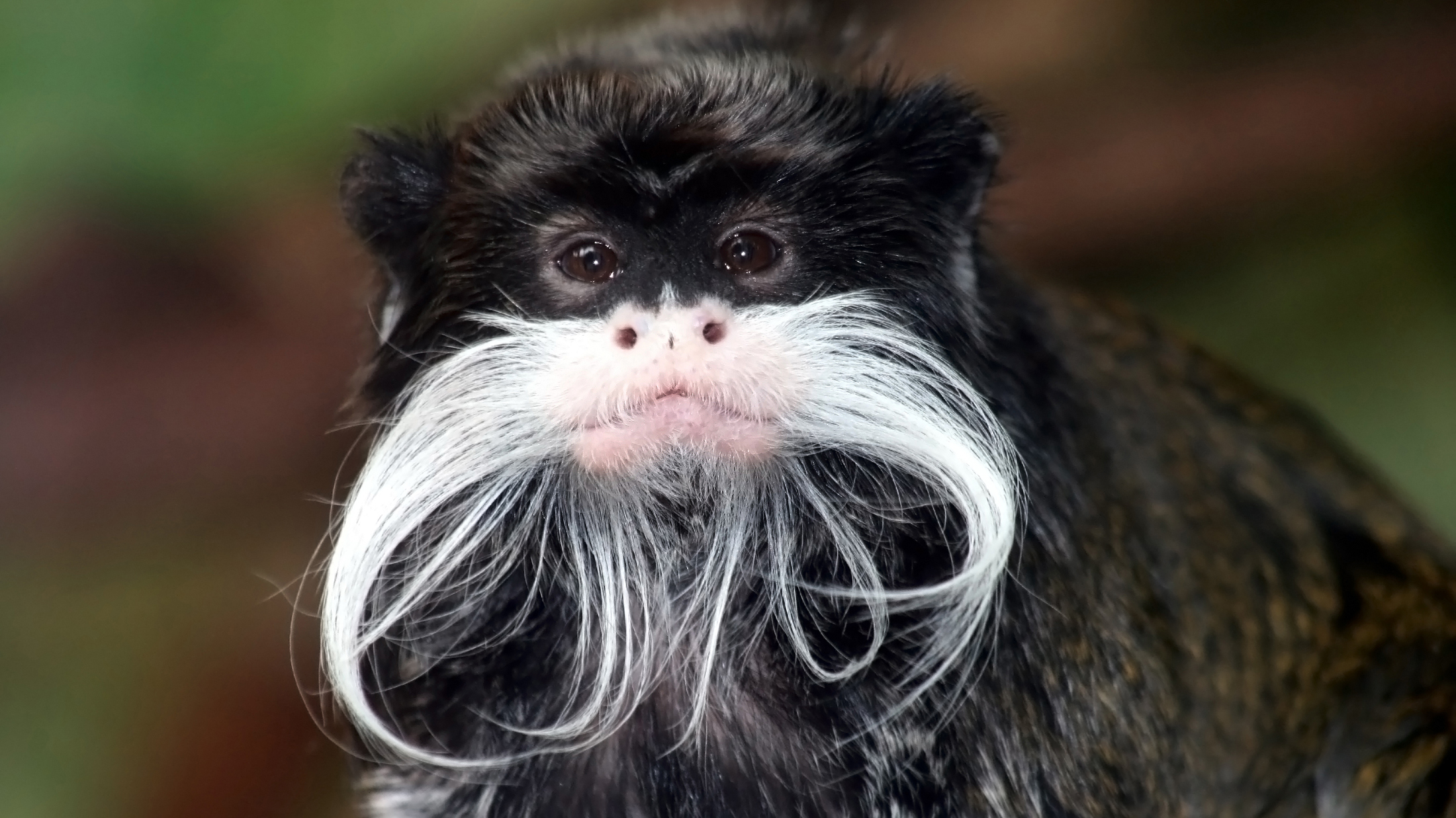 Tamarin